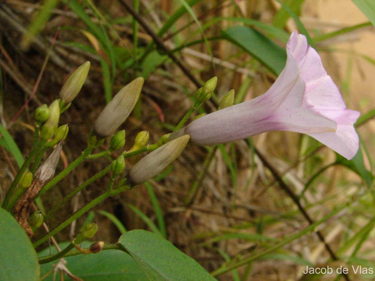 Argyreia elliptica (Roth) Choisy